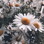 Анетта Закриничная